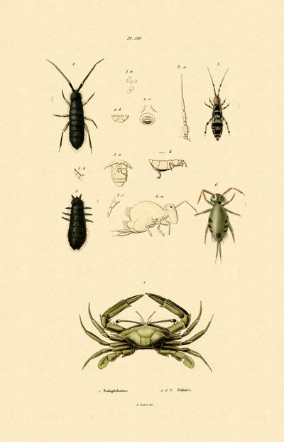 Őrrák, 1833-39 alkotó: French School